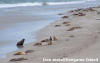 Kangaroo Island - Lion seals